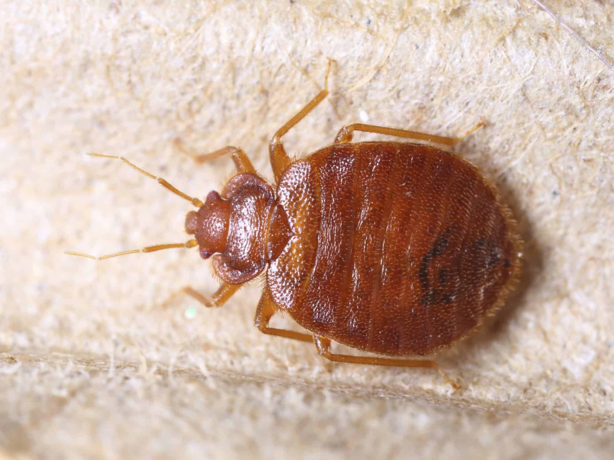 Chicago: Number One For Bedbugs – 2nd Year In A Row.