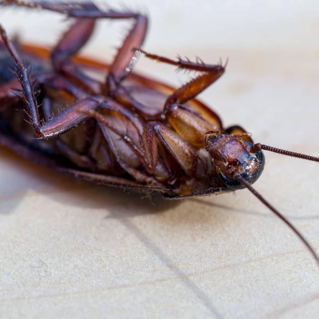 Tips For Selecting Pest Control Service In Schererville IN
