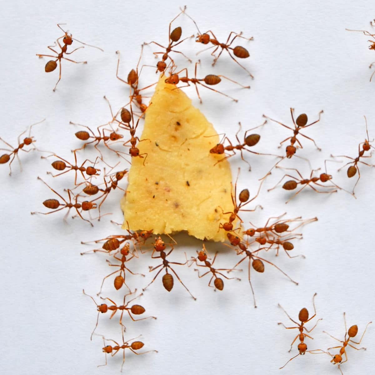 The Long Game: Maintaining Ant Prevention Strategies Throughout the Year