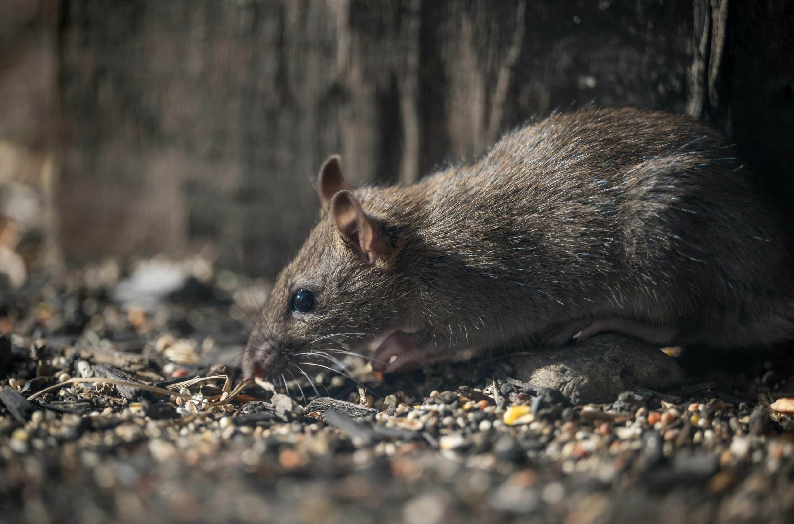 5 DIY Tips for Getting Rid of Mice and Rodents