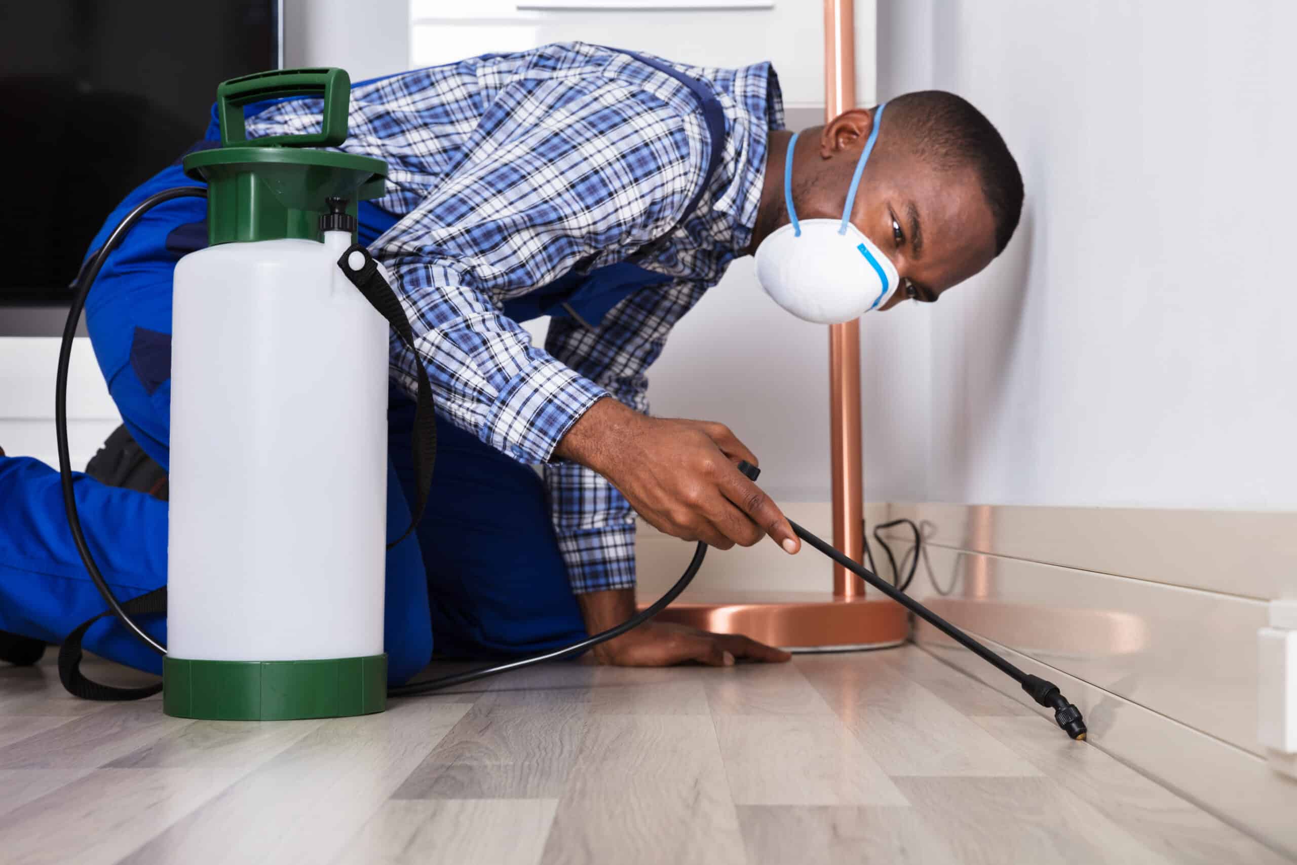 Mythbusters: Debunking Common Pest Control Misconceptions