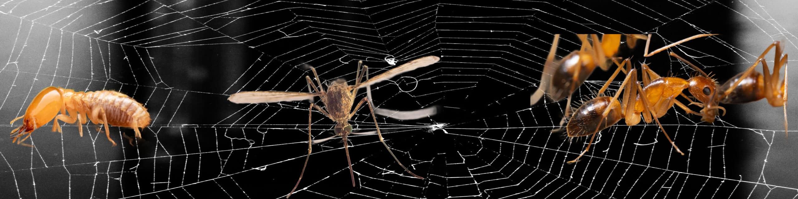 Top 5 Most Common Spring Pests