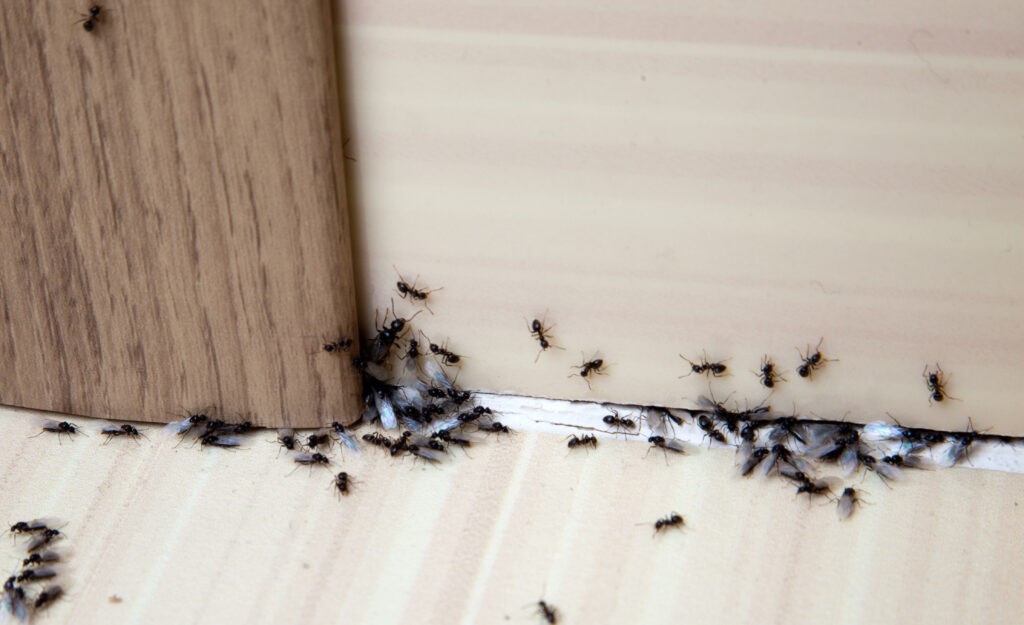 Image of Ant Prevention Strategies Throughout the Year Image of Ant Prevention Strategies Throughout the Year