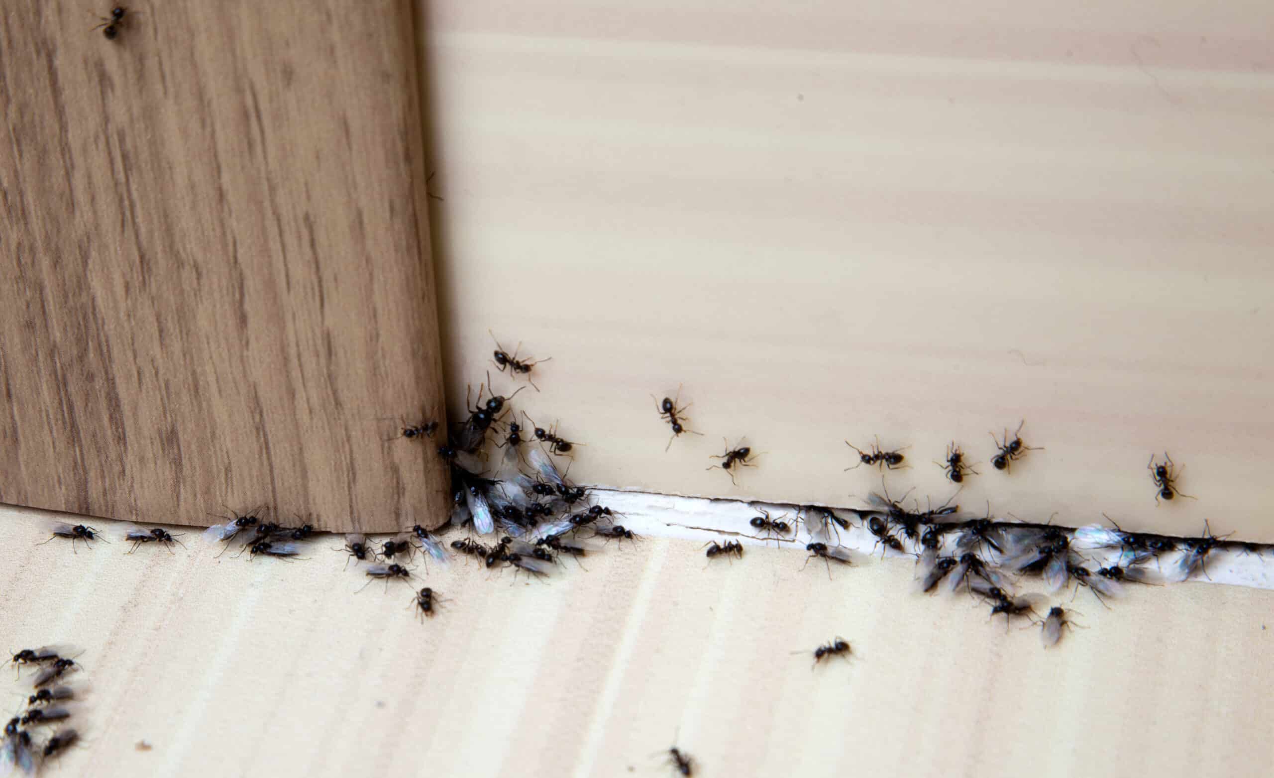 The Benefits of Regular Pest Control Service