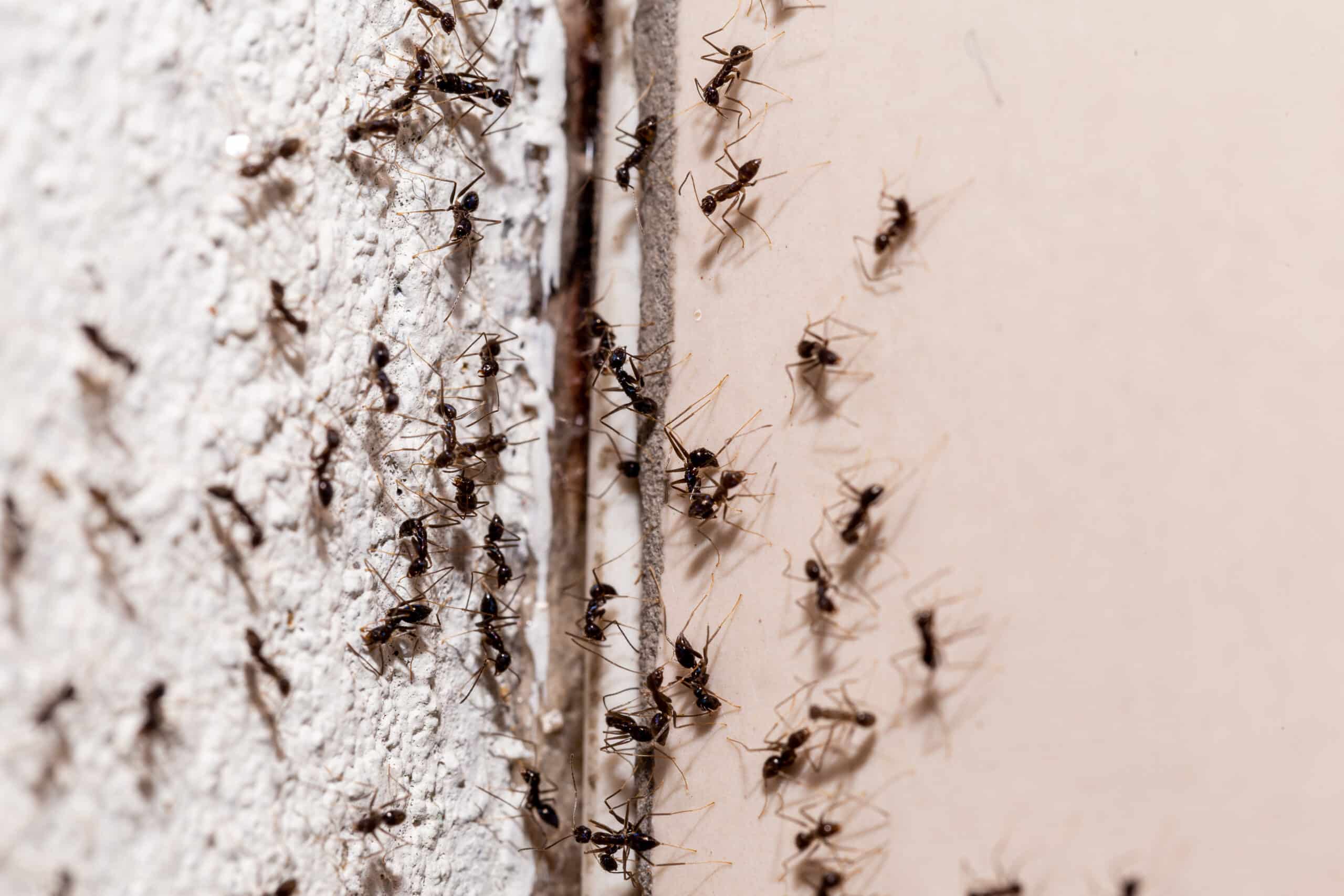 Illinois & Indiana’s Worst Summer Pests: Prevention and Control Tips