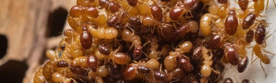 Common Signs of Mice and Rodent Infestations