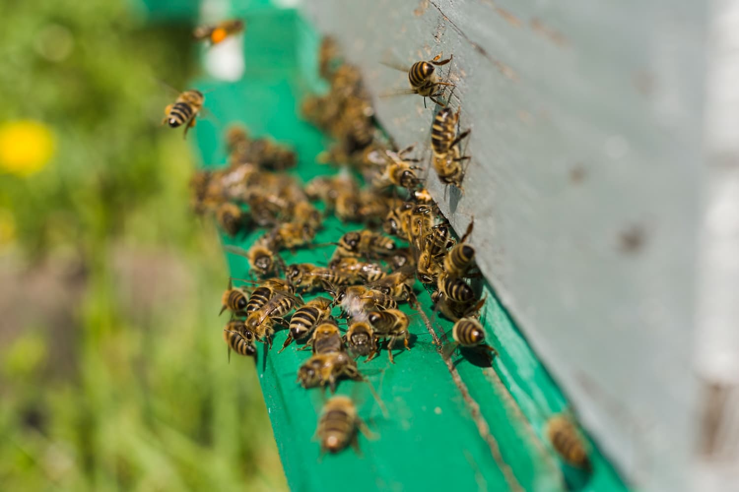 Image of Stinging Insect Prevention Protecting