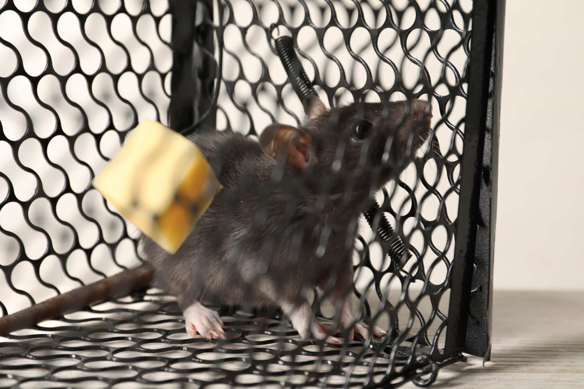 Image of Mice & Rodent Prevention