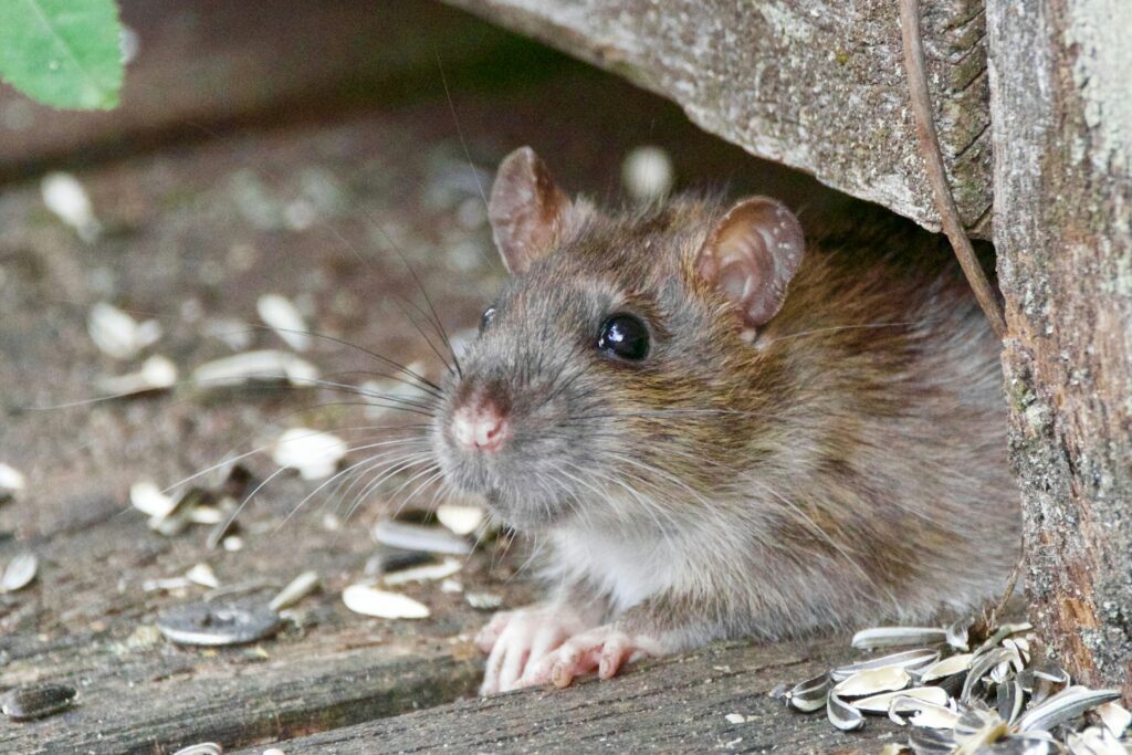 Image of Mice & Rodent Prevention