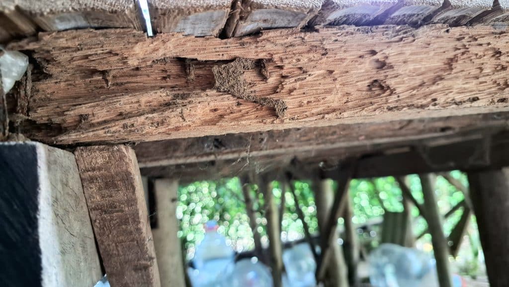 Image of Termite Inspection