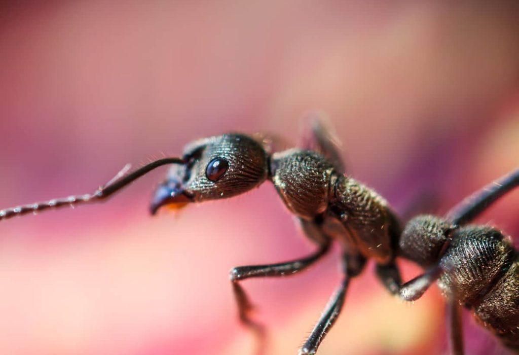 Ant 1 - Highland, IN