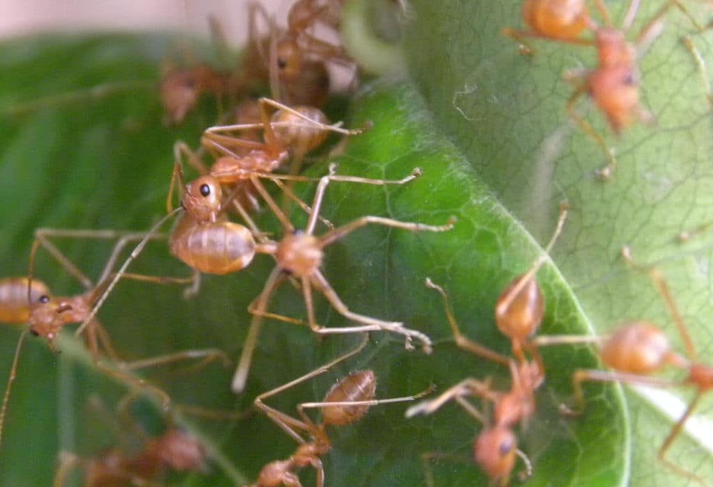 Ant 4 - Schererville, IN