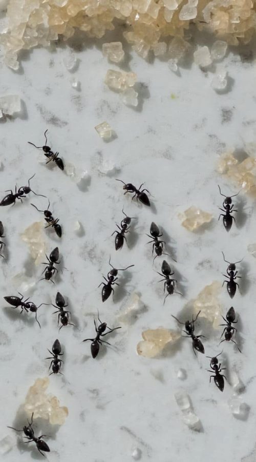 Image of Ant Prevention Schererville IN